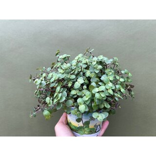 Foodplant for animals  Callisia repens