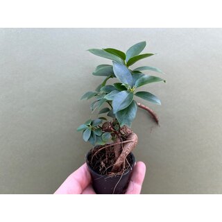 Ficus microcarpa Ginseng