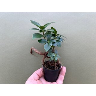 Ficus microcarpa Ginseng