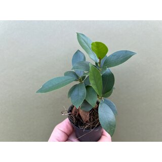 Ficus microcarpa Ginseng