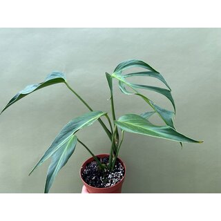 Monstera Burle Marx Flame XL