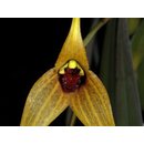 Angebot Masdevallia caesia