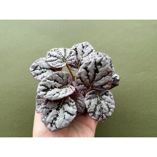 Begonia Rex Chayo