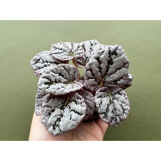 Begonia Rex Chayo