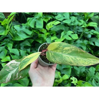 Philodendron Strawberry Shake S