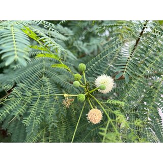 Weikopfmimose Leucaena leucocephala 10 Samen