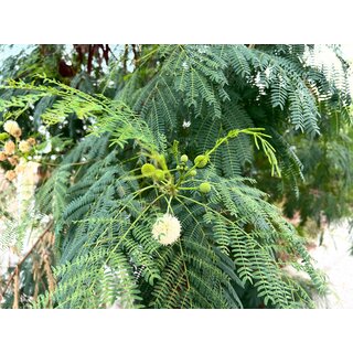 Weikopfmimose Leucaena leucocephala