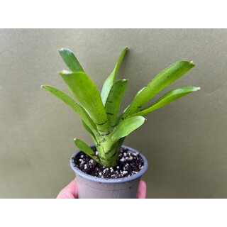 Neoregelia ampullacea green purple