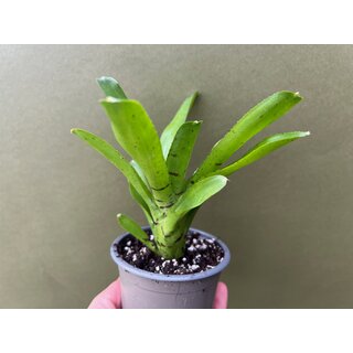 Neoregelia ampullacea green purple