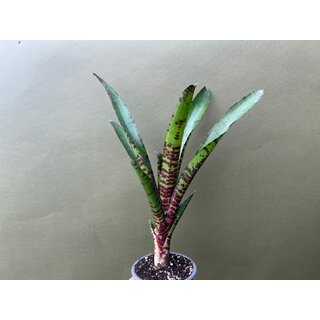 Neoregelia ampullacea giant red