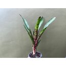 Neoregelia ampullacea giant red