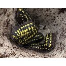 Armadillidium gestroi GIANT