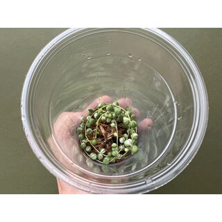 Senecio rowleyanus string of pearls Variegata Cutting