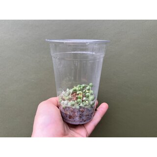 Senecio rowleyanus string of pearls Variegata Cutting