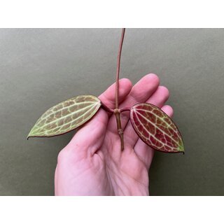 Hoya latifolia/macrophylla Cutting