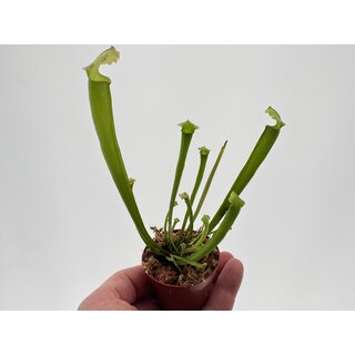 Sarracenia spec.