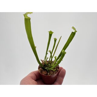 Sarracenia spec.