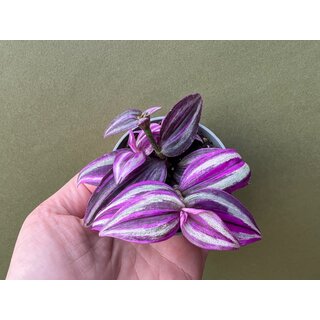 Tradescantia pink sensation