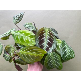 Maranta Cat Moustache NoID dark