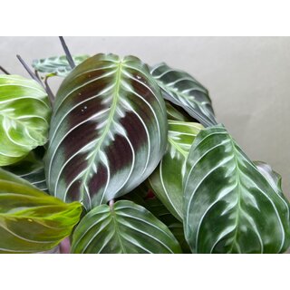 Maranta Cat Moustache NoID dark