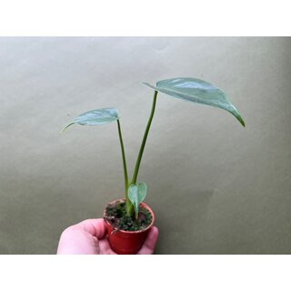 Fensterblatt Monstera Deliciosa Babyplant