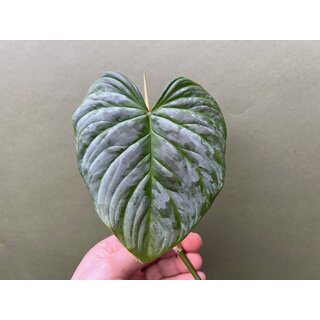 Philodendron Majestic Ableger