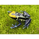 Dendrobates tinctorius Cobald