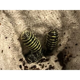 Armadillidium maculatum Yellow