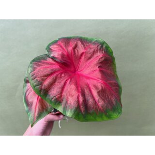 Caladium Royal Flush Bulb