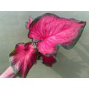 Caladium Salsa Jumbo Bulb