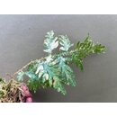 Selaginella spec. variegated