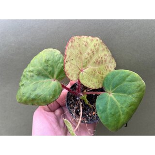 Begonia rockii