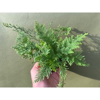 Selaginella spec. Peru