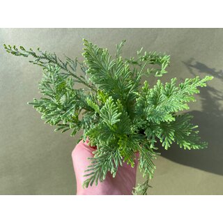 Selaginella spec. Peru