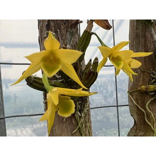 Dendrobium trigonopus