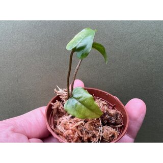 Cyrtosperma macrotum Babyplant