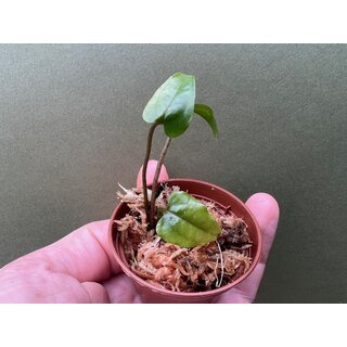 Cyrtosperma macrotum Babyplant