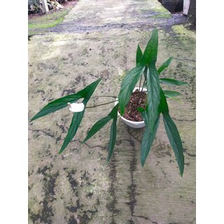 Cyrtosperma beccarianum Babyplant rare