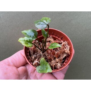 Cyrtosperma beccarianum Babyplant rare