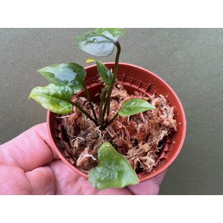 Cyrtosperma beccarianum Babyplant rare