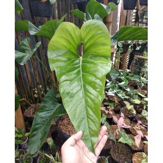 Anthurium watermaliense Babyplant