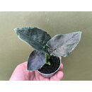 Alocasia Antoro Velvet Babyplant