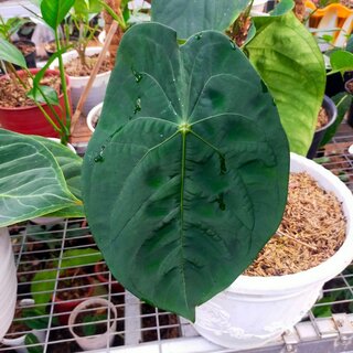 Anthurium forgetii x papillilaminum Babyplant