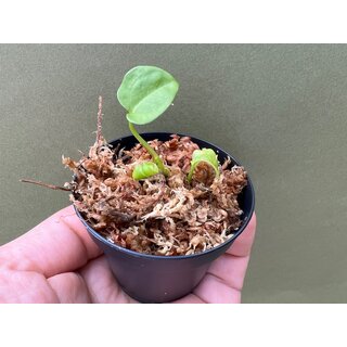 Anthurium forgetii x papillilaminum Babyplant