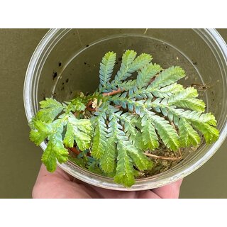 Selaginella wildenowii S