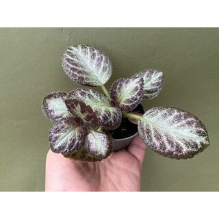 Episcia Pink Acajou