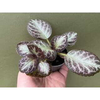 Episcia Pink Acajou