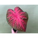 Caladium Red Flash