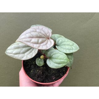 Anthurium luxurians S