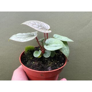 Anthurium luxurians S